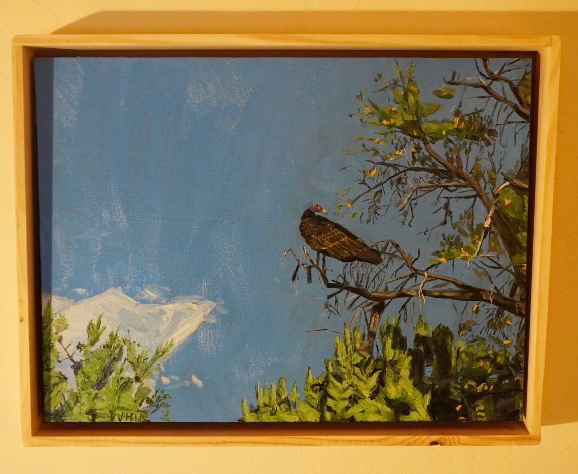 Turkey Vulture
