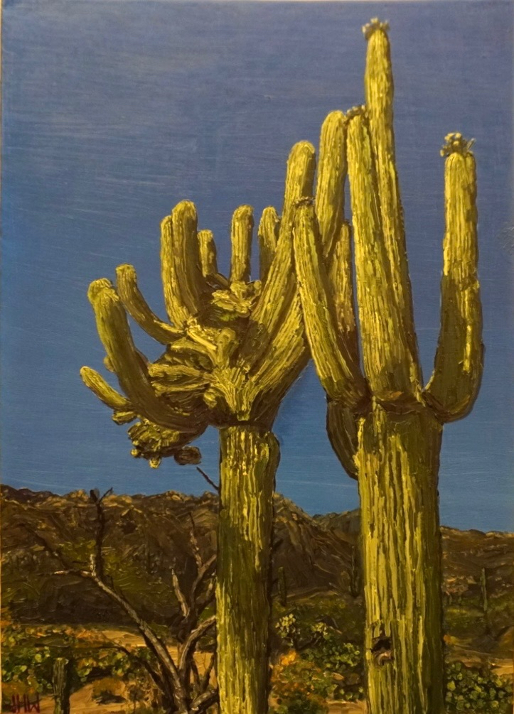 Sabino Canyon Saguaros 2